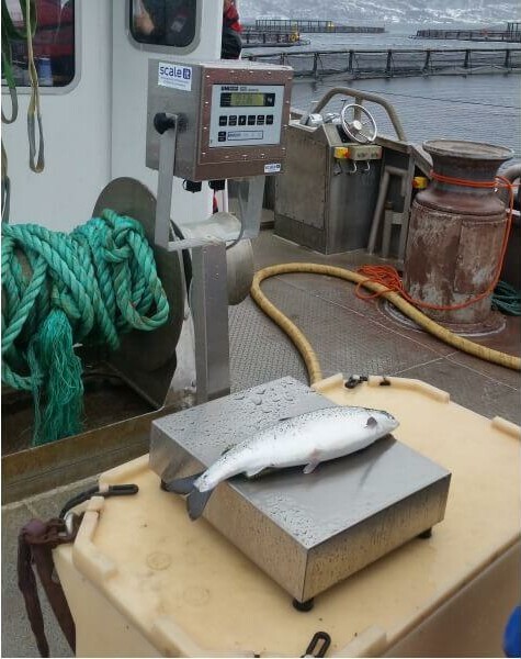 UNI marinevekt i bruk for å veie fisk og last på bevegelige plattformer. Grovfjord Marinevekt